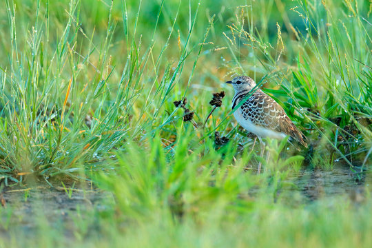 Double-banded courser, Rhinoptilus africanus, bird sitting in the sand grass, Kruger NP, South Africa. Wildlife scene from nature, African brown bird in the meadow habitat, morning light.