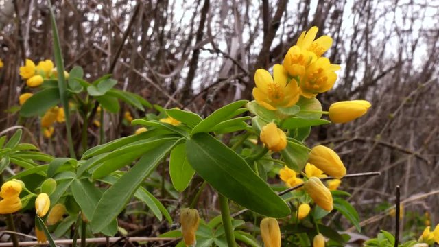 Leontice (Gymnospermium odessanum) is a group of perennial, tuberous herbs in the Berberidaceae. Blooms in early spring. Odessa oblast (Ukraine). 