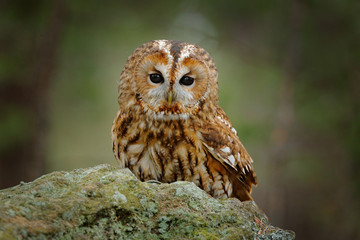 Tawny owl sitting on the stone n forest. Clear green background. Beautiful animal in the nature. Bird in the Sweden forest. Wildlife scene from dark spruce tree.