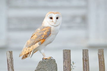 Barn owl sitting on wooden fence in front of country cottage, bird in urban habitat, wheel barrow...