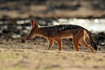 Jackal and evening sunlight. Black-Backed Jackal, Canis mesomelas mesomelas, portrait of animal with long ears, Tanzania, South Africa. Beautiful wildlife scene from Africa with nice sun light.