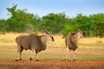 Eland anthelope, Taurotragus oryx, big brown African mammal in nature habitat. Eland in green vegetation, Kruger National Park, South Africa. Wildlife scene from nature.