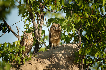 Adult and young owl. Spotted eagle-owl, Bubo africanus, are African owl in the nature habitat in  Etocha NP, Namibia, Africa. Night bird with tree forest habitat. Birdwatching in South Africa.