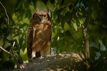 Spotted eagle-owl, Bubo africanus, are African owl in the nature habitat in  Etocha NP, Namibia, Africa. Night bird with tree forest habitat. Birdwatching in South Africa.