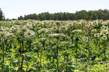 Fototapeta na wymiar many of Sosnowski's Hogweed flowers on summer field