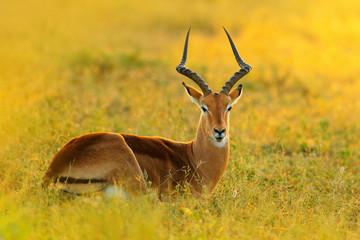 Beautiful impala in the grass with evening sun. Animal in the nature habitat. Sunset in Africa wildlife. Implala antelope lying in the grass savannah, Kruger NP, South Africa.
