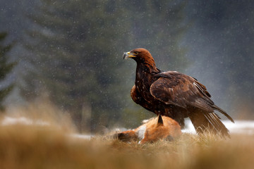 Golden Eagle feeding on kill Red Fox in the forest during rain and snowfall. Bird behaviour in the nature.  Action food scene with brown bird of prey, eagle with catch, Sweden, Europe.