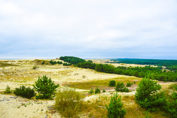Fototapeta na wymiar deserted sandy landscape with greenery trees and woods weather sky