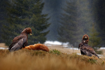 Two Golden Eagle feeding on kill Red Fox in the forest during rain and snowfall. Bird behaviour in the nature.  Action food scene with brown bird of prey, eagle with catch, Sweden.
