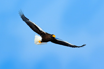 Rare eagle with snowy lake with ice. Steller's sea eagle, Haliaeetus pelagicus, flying bird of prey, with forest in background, Hokkaido, Japan. Bird in fly in winter.