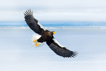 Rare eagle with snowy lake with ice. Steller's sea eagle, Haliaeetus pelagicus, flying bird of prey, with forest in background, Hokkaido, Japan. Bird in fly in winter.