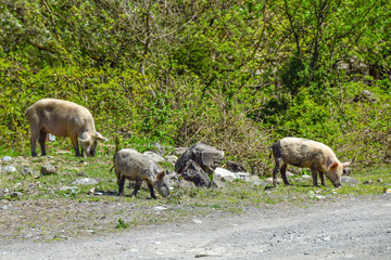 Obraz na płótnie Canvas dirty pigs walk around the village agriculture nature animals