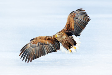 Big bird of prey on the sky. White-tailed eagle, Haliaeetus albicilla, big bird of prey on the dark blue sky, with white tail, Japan. Action wildlife scene from sky.