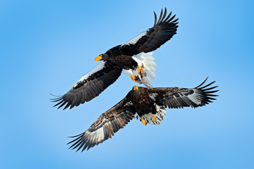 Obraz premium Bird with fish catch. Eagles fight on the blue sky. Wildlife action behavior scene from nature. Beautiful Steller's sea eagles, Haliaeetus pelagicus, flying birds of prey in winter, Hokkaido, Japan.