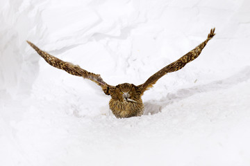 Blakiston's fish owl, Bubo blakistoni, largest living species of fish eagle owl. Bird hunting in cold water. Wildlife scene from winter Hokkaido, Japan. River bird with open wings in snow.