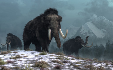 A trio of woolly mammoths trudges over snow covered hills.  Behind them, mountains with snow covered peaks rise above dark green forests of fir trees. 3D Rendering - obrazy, fototapety, plakaty