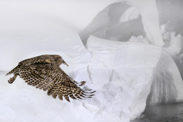 Blakiston's fish owl, Bubo blakistoni, largest living species of fish eagle owl. Bird hunting in cold water. Wildlife scene from winter Hokkaido, Japan. River bird with open wings in snow.