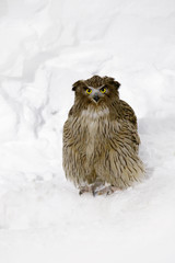 Blakiston's fish owl, Bubo blakistoni, largest living species of owl. Bird hunting in cold water. Wildlife scene from winter Hokkaido, Japan.