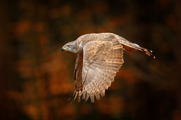Goshawk flying, bird of prey with open wings with evening sun back light, nature forest habitat, Germany. Wildlife scene from autumn nature. Bird fly in orange vegetation.
