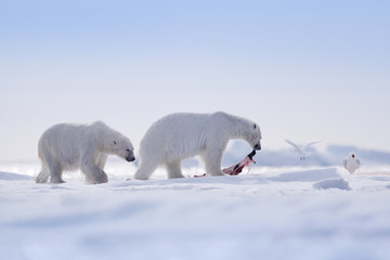 Two polar bears with killed seal. White bear feeding on drift ice with snow, Svalbard, Norway. Bloody nature with big animals. Dangerous animal with carcass of seal. Arctic wildlife.