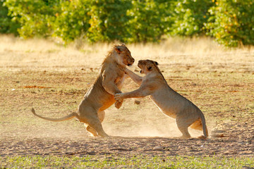 Lions fight in the sand. Lion with open muzzle. Pair of African lions, Panthera leo, detail of big...