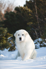Beautiful and free maremmano abruzzese sheepdog. Portrait of big white fluffy dog is on the snow in the forest in winter