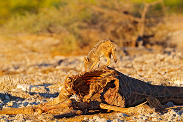 Giraffe carcass with feeding jackals, animal behaviour in Etosha NP, Namibia in Africa. Wildlife scene from nature. Jackal in the habitat, evening sunset light. Animals with food, giraffe kill.