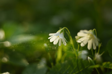 A small white flower in dew drops and cobwebs in a dark spring forest.