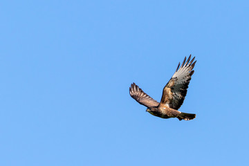 Common buzzard captured in flight in clear blue sky. Hainault Forrest, United Kingdom