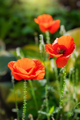Red poppy flower against the rays of sun
