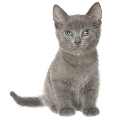 Small gray shorthair kitten sitting isolated