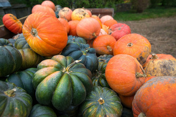 Trailer full of fresh pumpkins. Rich harvest in autumn or fall on farm in November. Beautiful, colorful autumn background. Preparing for Halloween. Delicious and healthy vegetables and fruits. 