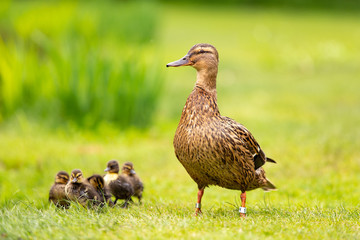 A proud duck with five babies walking on the grass.