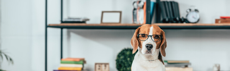 Panoramic shot of beagle dog in glasses looking at camera