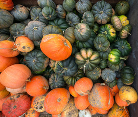 Trailer full of fresh pumpkins. Rich harvest in autumn or fall on farm in November. Beautiful, colorful autumn background. Preparing for Halloween. Delicious and healthy vegetables and fruits. 