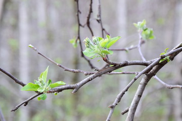 Apfelbaumzweige vor der Blüte