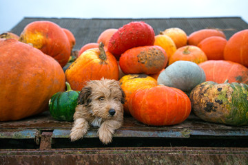 Pumpkin harvest in autumn or fall. Cute, wet puppy is sitting in trailer and guarding pumpkins during rain storm and bad weather. Beautiful, colorful autumn background