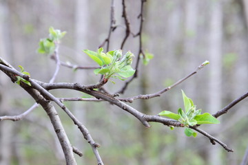 Die Blütezeit beginnt - Apfelblüten kurz vor der Blüte