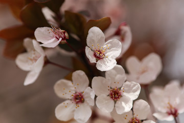 Fototapeta na wymiar Cherry Tree Flowers Blossom close up. Beautiful springtime background