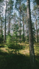Estonia Forrest
