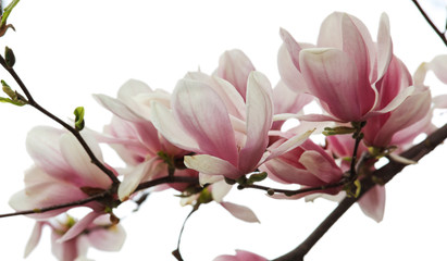 Magnolia Tree Flowers Blossom isolated. Beautiful springtime background