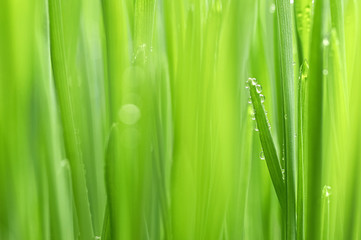 Fototapeta na wymiar green leaves green wall of green grass closeup background