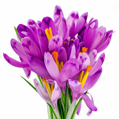 Bouquet Of Spring Crocuses On A White Background