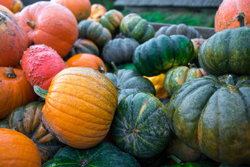 Trailer full of fresh pumpkins. Rich harvest in autumn or fall on farm in November. Beautiful, colorful autumn background. Preparing for Halloween. Delicious and healthy vegetables and fruits. 