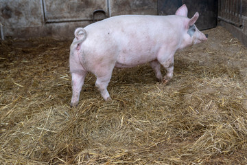 Grosses Ferkel Läuft auf Stroh