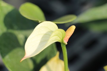 Obraz premium Flamingo flower is beautiful in the garden