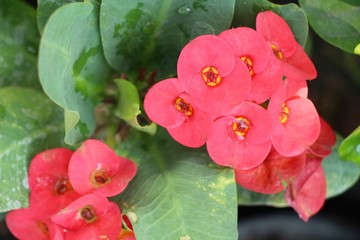 Euphorbia milli crown of thorns in nature