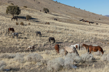 Wild Horses in the Utah Desert in Winter