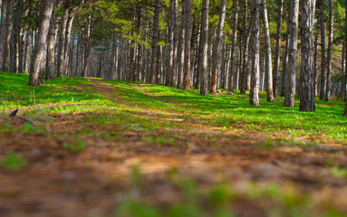 trees in forest