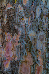 bark of a tree